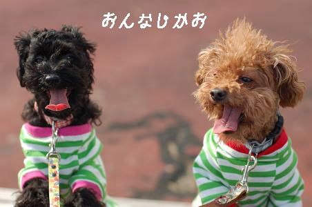 おんなじかお.jpg