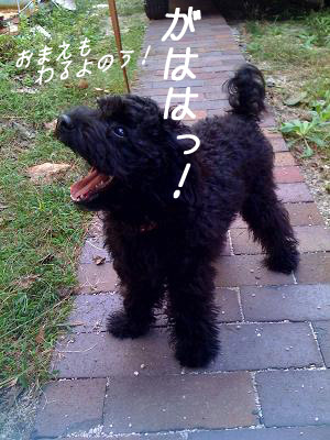 ききおやさん.jpg
