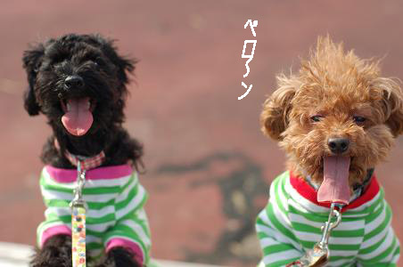 こーちゃんべろーん.jpg