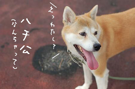アメリ姐さんハチ公.jpg