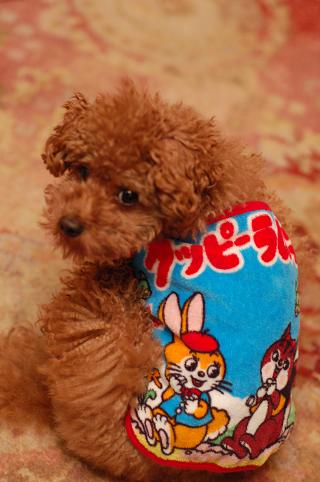 昭和レトロ犬服 小さな楽園 ｃｏｃｏｍｏ ｓａｎｔｏｒｉｎｉ